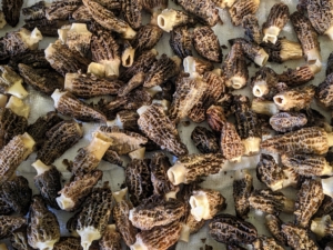 Pierre got some wonderful Morel mushrooms. Morels, edible wild mushrooms that are prized for their smoky, nutty flavor, need thorough washing, since they are riddled with nooks and crannies. These will also be added to the risotto.