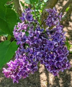 The lilacs are looking so spectacular this season. ‘Sensation’, first known in 1938, is unique for its bicolor deep-purple petals edged in white on eight to 12-foot-tall shrubs.