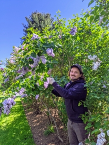 Meanwhile, here's my head gardener, Ryan McCallister, down at the lilac allee cutting some flowers for the table. I asked that some of every color be cut for our arrangements.