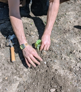 He places the plant in the hole, backfills, and then lightly tamps down on the soil around the plant.
