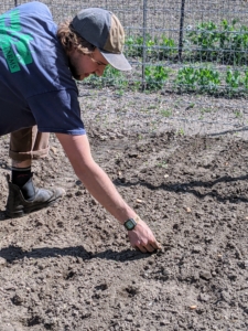 Brian follows behind and pushes each seed about two inches into the ground with his finger.