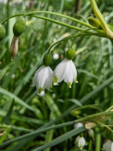 The plant produces green, linear leaves and white, bell-shaped flowers with a green edge and green dots.