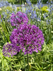 Alliums require full sunlight, and rich, well-draining, and neutral pH soil. This is Allium ‘Ambassador’ – among the tallest and longest blooming. It is intensely purple with tightly compacted globes that may bloom for up to five weeks.