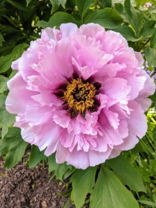 This peony has lovely pink flowers that are held up well above the foliage making for an excellent display plant.