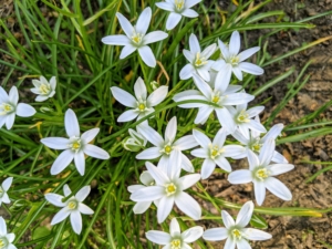 This is Ornithogalum. It features spear-like flower stems with multiple star-shaped white blooms.