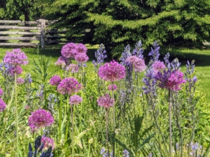 Alliums are often overlooked as one of the best bulbs for constant color throughout the seasons. They come in oval, spherical, or globular flower shapes, blooming in magnificent colors atop tall stems.