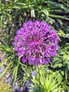 An allium flower head is a cluster of individual florets and the flower color may be white, yellow, pink, purple or blue.