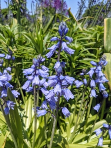 Spanish Bluebells, Hyacinthoides, are unfussy members of the lily family, and native to Spain and Portugal. They are pretty, inexpensive, and good for cutting – they add such a nice touch of blue.