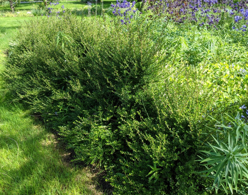 My Stewartia Garden in Late Spring - The Martha Stewart Blog