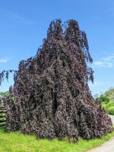 At one end of the Boxwood Allee is this beautiful weeping copper beech, Fagus sylvatica ‘Purpurea Pendular’, an irregular spreading tree with long, weeping branches that reach the ground.