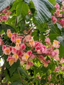 These blossoms appear on erect, eight-inch long panicles at each branch tip – they’re very attractive, and very accessible to bees and hummingbirds.