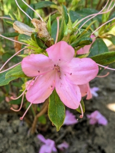 Azalea 'Dr. Henry Schroeder" is an open, upright, low-growing, shrub which typically reaches up to three feet tall with a slightly larger spread. Dark green foliage is evergreen and clusters of purplish-pink flowers appear in late April to early May.