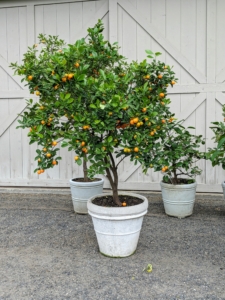 I am so fortunate to be able to grow citrus here in the Northeast. My potted citrus plants thrive in the hoop house during winter and provide such delicious fruits. This is one of my calamondin trees, Citrus mitis, an acid citrus fruit originating in China.