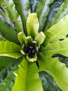 The bird’s nest fern gets its name from the center of the plant which closely resembles a bird’s nest. It is also occasionally called a crow’s nest fern.