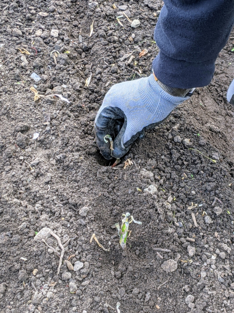 Planting the First Onions of the Season - The Martha Stewart Blog