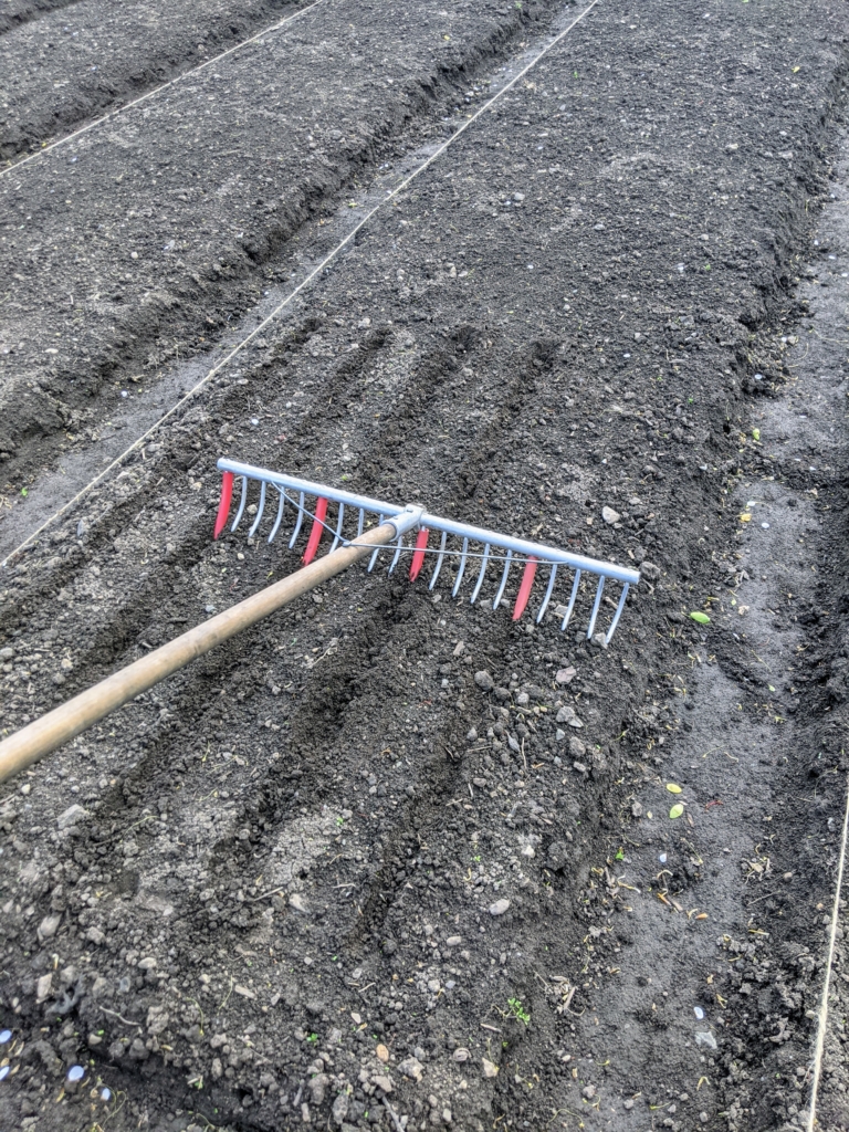 Planting the First Onions of the Season - The Martha Stewart Blog
