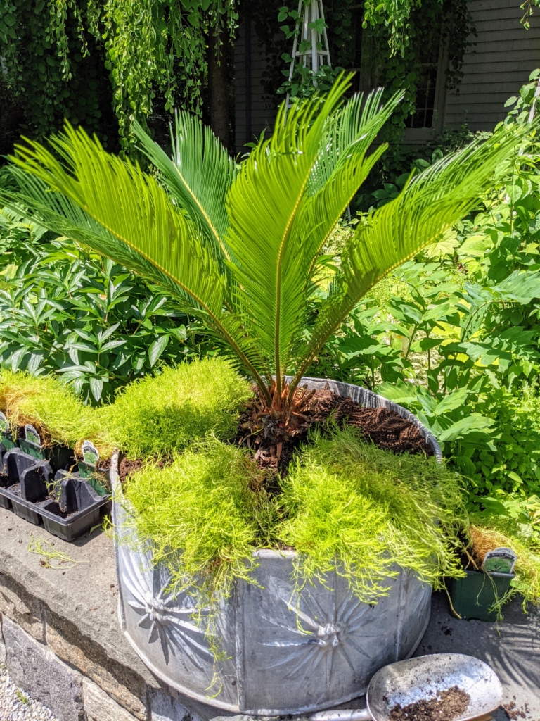 Potting Up Sago Palms Outside My Winter House The Martha Stewart Blog