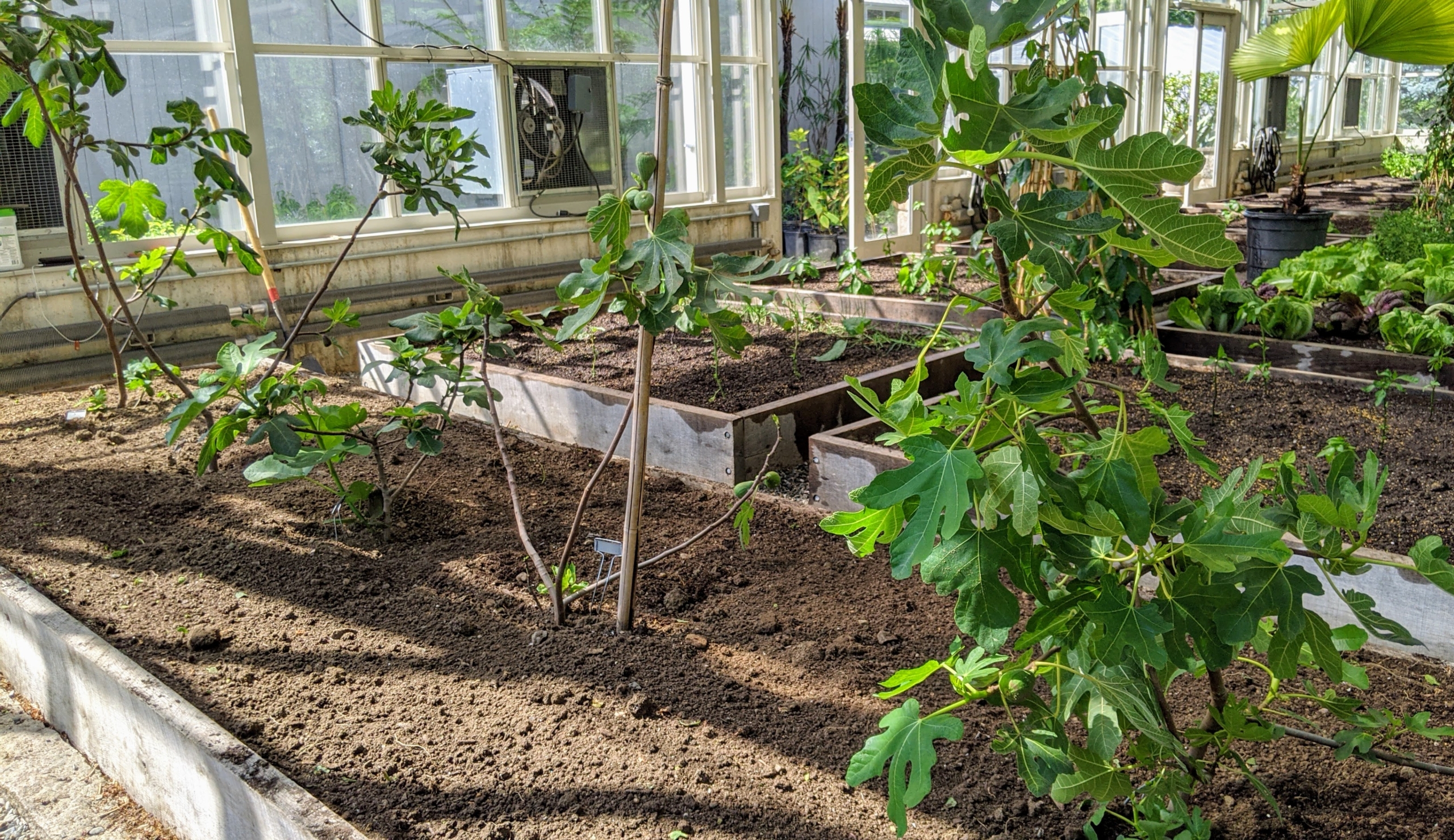 Planting Fig Trees in My Vegetable Greenhouse - The Martha Stewart
