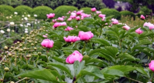 Peonies are one of the best-known and most dearly loved perennials - not surprising considering their beauty, trouble-free nature, and longevity.