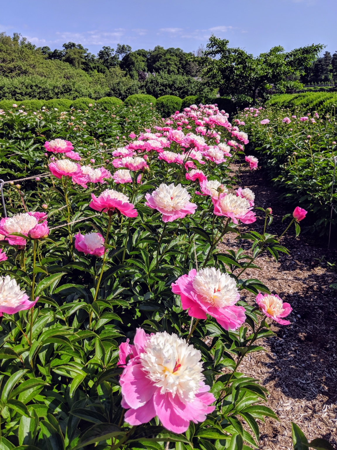 My Blooming Herbaceous Peonies 2021 - The Martha Stewart Blog