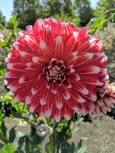 ‘Myrtle’s Brandy’ is a red dahlia with white tips whose petals fold back towards the stems. It is an excellent cut flower variety.