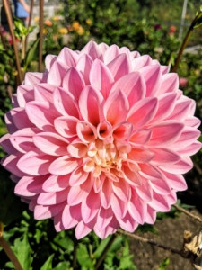 Among the many, many dahlias we planted this year - this eye-catching cultivar, Dahlia ‘Castle Drive’. It has a soft blend of pink and yellow and is great in arrangements and gardens. This plant is also very attractive to bees and butterflies.