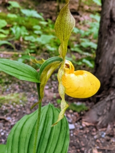 This photo is of a pretty ‘lady’s slipper’, Cypripedium. This orchid is a woodland plant that thrives in bright shade or dappled sunlight under tall trees. Cypripedium are composed of either a basal set of leaves, or a leafy stalk that grows up to two feet tall. The Cypripedium flower, which tops the stalk or rosette, is an enlarged pouch called a "lip" or a "slipper", backed by three long, dark-colored, twisted petals. The slipper can be as large as a chicken egg or quite small depending on the species.