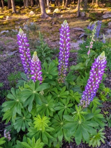 Lupinus, commonly known as lupin, lupine, or regionally as bluebonnet etc., is a genus of flowering plants in the legume family Fabaceae. The genus includes over 199 species and come in all different colors including purple, white, pink, red, yellow, blue, and bicolor.