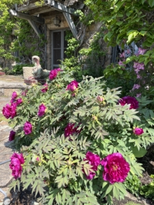 Wendy took this pretty photo of the beautiful tree peony growing in front of the Living Hall window. Native to Europe and Asia, peonies were brought over to England by the Romans in the year 1200. Behind the peonies in this photo is my sphynx - already out “guarding” the terrace for the season. She is one of two glazed terra-cotta sphinxes designed by Emile Muller.