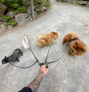 I always bring the doggies with me whenever I go to Maine – they all love it up here. Here are my four dogs - Bete Noire, Creme Brulee, Empress Qin, and Emperor Han. "Which way do we go?"