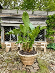 This is one of two giant Soderholtz pots – Eric Ellis Soderholtz was a pioneer in American garden pottery at the turn of the last century, turning concrete into these gorgeous vessels. I planted it with Bird of Paradise. The Bird of Paradise is best known for its banana shaped leaves and bird shaped tropical flowers.