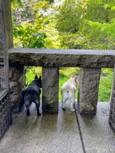 The Frenchies are on the lookout from the West Terrace for any small creatures running to and fro.