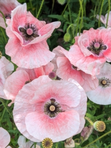 These poppies have delicate light pink petals with darker pink centers.
