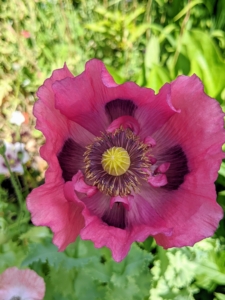 Poppies come in a variety colors including purple, white, lilac, pink, yellow, orange, red, blue, and gray.