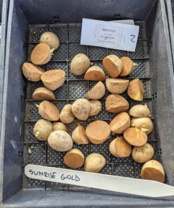 Here's another new variety exclusive to Irish Eyes - 'Sunrise Gold.' These have yellow skin and moist yellow flesh. Each 'Sunrise Gold' potato is large, round to oval in shape with very shallow eyes. 'Sunrise Gold' is a great breakfast potato.