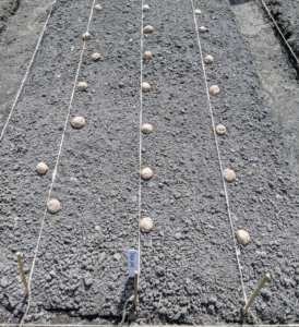 Three rows of twine run the entire length of each bed about 10 to 12 inches apart. Potatoes can be planted in cooler soils at least 40-degrees Fahrenheit. They do best as rotation crops and should be placed away from where potatoes, tomatoes or peppers were grown in the last two years.