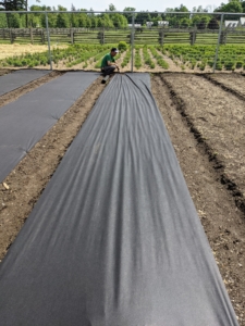 Chhiring covers the beds designated for this year's tomatoes with black weed cloth to make the beds neat, tidy, and free from weeds. The foot paths between the beds are just wide enough to walk alongside for maintaining the plants and harvesting the fruits. Tomatoes should be planted in an area with full sun and well-drained soil.