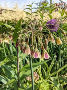 Robust and beautiful, Nectaroscordum siculum, or Sicilian Honey Garlic, displays showy clusters of gracefully drooping bell-shaped flowers in late spring to summer.