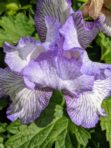Anyone who visits this garden admires the bearded irises. These flowers get their common name from their blooms, which consist of upright petals called “standards,” pendant petals called “falls,” and fuzzy, caterpillar-like “beards” that rest atop the falls.