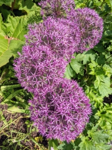 I grow many alliums here at the farm and they continue to bloom so beautifully. These easy-to-grow bulbs come in a broad palette of colors, heights, bloom times, and flower forms. They make excellent cut flowers for fresh or dried bouquets. What’s more, alliums are relatively resistant to deer, voles, chipmunks, and rabbits.