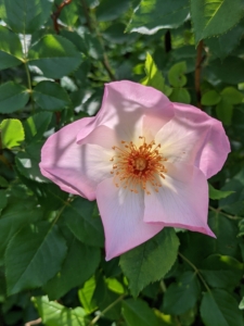 Here is a beautiful rose in light pink and white. Single blooms are fully opened and almost flat, consisting of one to seven petals per bloom.