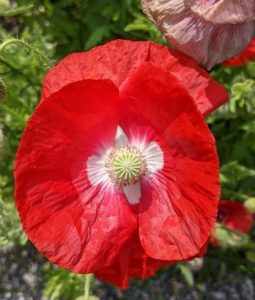 Right now, there are gorgeous poppies blooming everywhere - those colorful tissue paper-like flowers that look stunning both in the garden and in the vase. Poppies are flowering plants in the subfamily Papaveroideae of the family Papaveraceae. They produce open single flowers gracefully located on long thin stems, sometimes fluffy with many petals and sometimes smooth.