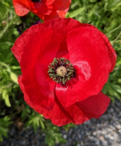 Flowers have four to six petals, many stamens forming a conspicuous whorl in the center of the flower and an ovary of two to many fused carpels. The petals are showy and may be almost any color. Poppies require very little care, whether they are sown from seed or planted when young – they just need full sun and well-drained soil.