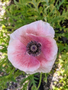 Poppies are attractive, easy-to-grow herbaceous annual, biennial or short-lived perennial plants.