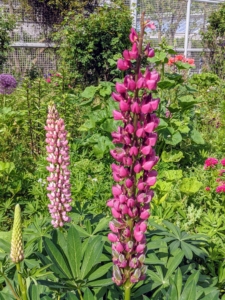 And here are some of the first lupines of the season. These flowers are attractive and spiky, reaching one to four feet in height. Lupine flowers may be annual and last only for a season or perennial, returning for a few years in the same spot in which they were planted. The lupine plant grows from a long taproot and loves full sun. The flowers are produced in dense or open whorls on an erect spike, each flower about one to two centimeters long. The pea-like flowers have an upper standard, or banner, two lateral wings, and two lower petals fused into a keel.