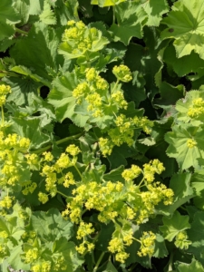 Lady’s mantle, Alchemilla vulgaris, grows along both sides of the path of my cutting garden. It is a clumping perennial which typically forms a mound of long-stalked, circular, scallop-edge light green leaves, with tiny, star-shaped, chartreuse flowers.