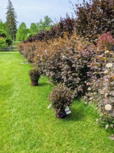 The pool is surrounded by two developing hedges. On the inside of the fence, about 170 purple columnar beech trees, Fagus sylvatica ‘Dawyck Purple’ which will grow to 40 to 50 feet in height and only 10-feet wide which makes them perfect for tight spaces. Here, on the outside - an interesting combination of alternating shrubs – one phsyocarpus and then one cotinus, etc. We added a few more physocarpus to this area to replace specimens that were not growing as robustly or were needed elsewhere.