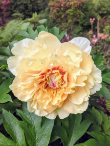 Some of the tree peonies are still blooming, but unfortunately the tree peony season is very short - only seven to 10 days. These unimaginably large, and often fragrant yellow, white, pink, and burgundy flowers are some of my favorites - I look forward to seeing them every year.