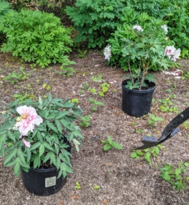 I also added a few more tree peonies to this border planted in semi-shade under a stand of giant sugar maples across from my Summer House. Many of the specimens were transplanted from my Turkey Hill garden, while others I've added over the years.