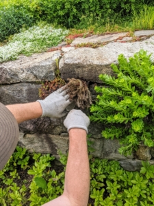 And then places the sedum securely into the same crevice. To provide interest, Ryan tries to plant the sedum next to different types along the wall.
